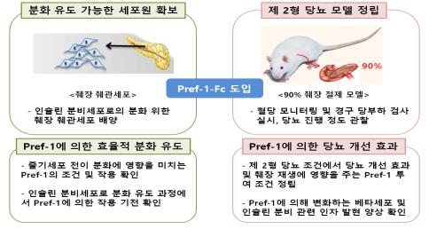 Pref-1을 이용한 분화 유도 및 기능 연구