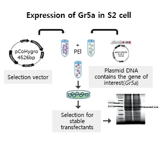 Expression of Gr5a in S2 cell : Selection vector + PEl(Selection for stable transfectants)