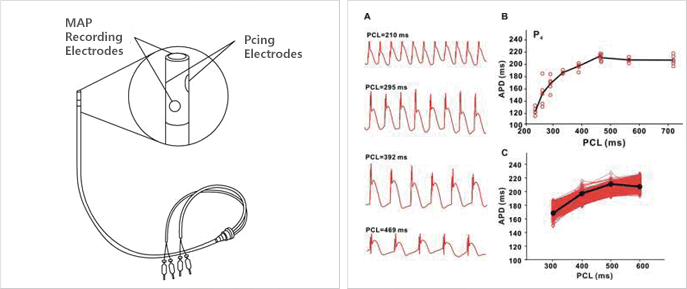 왼쪽그림 : MAP Recording Electrodes, Pcing Electrodes / 오른쪽 그림 : 파장 및 그래프