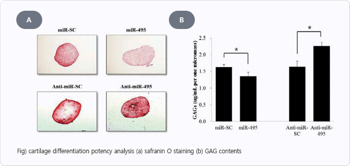 Fig) cartilage differentiation potency analysis (a) safranin O staining (b) GAG contents